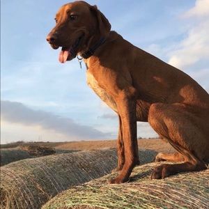 Meet your Posher, Quinton